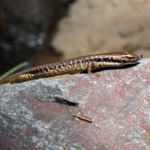 Eulamprus heatwolei at Uriarra Village, ACT - 2 Feb 2021