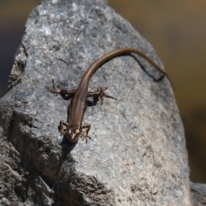 Eulamprus heatwolei at Uriarra Village, ACT - 2 Feb 2021