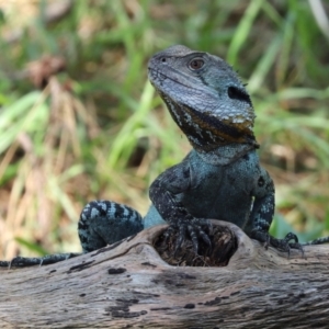 Intellagama lesueurii howittii at Paddys River, ACT - 2 Feb 2021