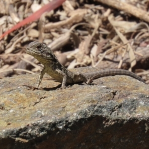 Intellagama lesueurii howittii at Paddys River, ACT - 2 Feb 2021