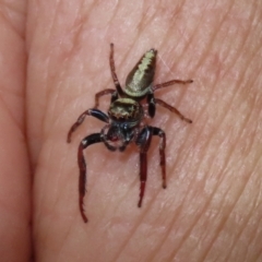 Opisthoncus grassator (Jumping spider) at Cotter Reserve - 2 Feb 2021 by RodDeb