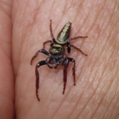 Opisthoncus grassator (Jumping spider) at Paddys River, ACT - 2 Feb 2021 by RodDeb