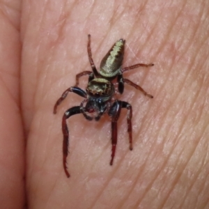 Opisthoncus grassator at Paddys River, ACT - 2 Feb 2021 04:25 PM