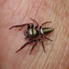 Opisthoncus grassator at Paddys River, ACT - 2 Feb 2021 04:25 PM