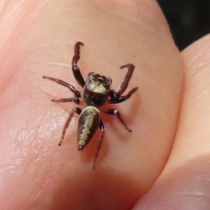 Opisthoncus grassator at Paddys River, ACT - 2 Feb 2021