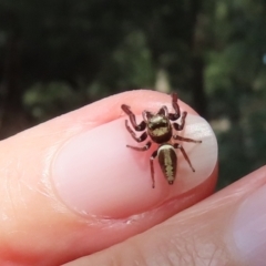 Opisthoncus grassator at Paddys River, ACT - 2 Feb 2021 04:25 PM