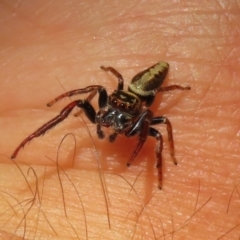 Opisthoncus grassator at Paddys River, ACT - 2 Feb 2021 04:25 PM