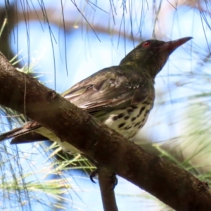 Oriolus sagittatus at Paddys River, ACT - 2 Feb 2021