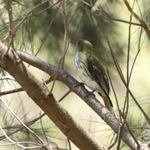 Oriolus sagittatus at Paddys River, ACT - 2 Feb 2021