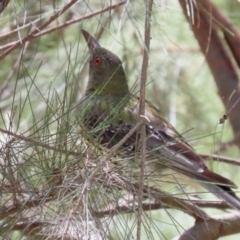 Oriolus sagittatus at Paddys River, ACT - 2 Feb 2021