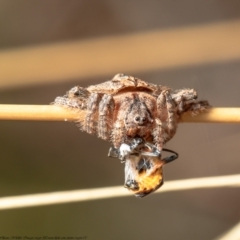 Dolophones sp. (genus) (Wrap-around spider) at Bruce, ACT - 4 Feb 2021 by Roger