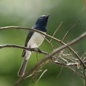 Myiagra rubecula at Paddys River, ACT - 2 Feb 2021