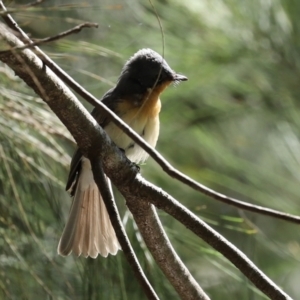 Myiagra rubecula at Paddys River, ACT - 2 Feb 2021