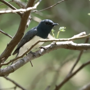 Myiagra rubecula at Paddys River, ACT - 2 Feb 2021