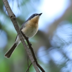 Myiagra rubecula at Paddys River, ACT - 2 Feb 2021