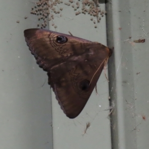 Dasypodia selenophora at Paddys River, ACT - 2 Feb 2021