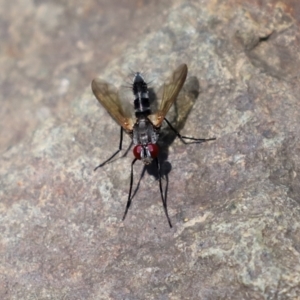 Sumpigaster sp. (genus) at Uriarra Village, ACT - 2 Feb 2021