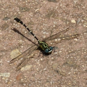 Hemigomphus heteroclytus at Paddys River, ACT - 2 Feb 2021