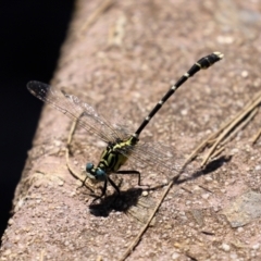 Hemigomphus heteroclytus at Paddys River, ACT - 2 Feb 2021