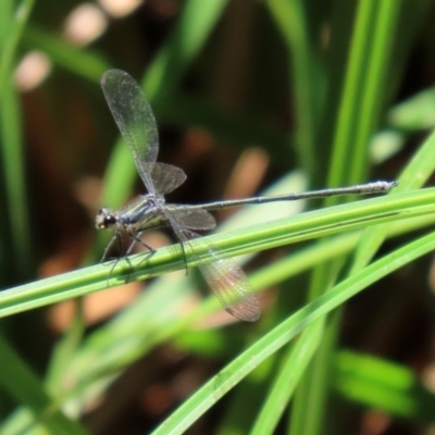 Austroargiolestes icteromelas (Common Flatwing) at Uriarra Village, ACT - 2 Feb 2021 by RodDeb