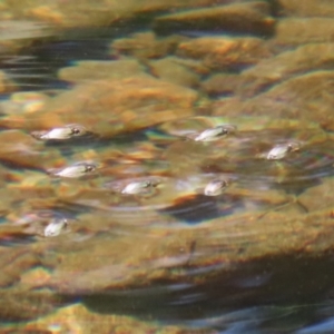 Gyrinidae sp. (family) at Paddys River, ACT - 2 Feb 2021