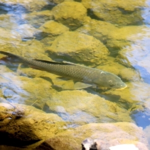 Cyprinus carpio at Uriarra Village, ACT - 2 Feb 2021