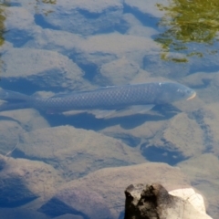 Cyprinus carpio at Uriarra Village, ACT - 2 Feb 2021