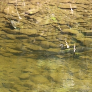 Cyprinus carpio at Uriarra Village, ACT - 2 Feb 2021