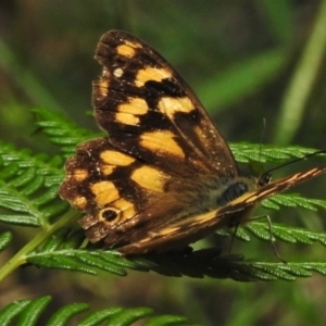 Heteronympha solandri at Paddys River, ACT - 4 Feb 2021 03:14 PM