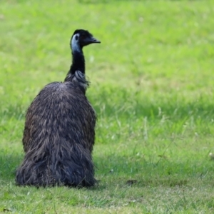 Dromaius novaehollandiae at Paddys River, ACT - 2 Feb 2021