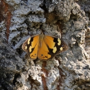 Heteronympha merope at Paddys River, ACT - 2 Feb 2021 04:54 PM