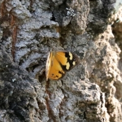 Heteronympha merope at Paddys River, ACT - 2 Feb 2021 04:54 PM