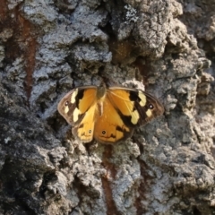 Heteronympha merope at Paddys River, ACT - 2 Feb 2021