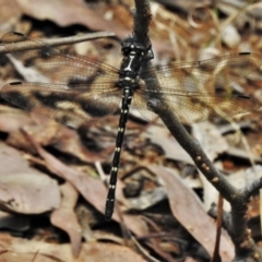 Eusynthemis guttata (Southern Tigertail) at Tidbinbilla Nature Reserve - 4 Feb 2021 by JohnBundock