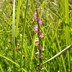 Spiranthes australis (Austral Ladies Tresses) at Paddys River, ACT - 4 Feb 2021 by JohnBundock