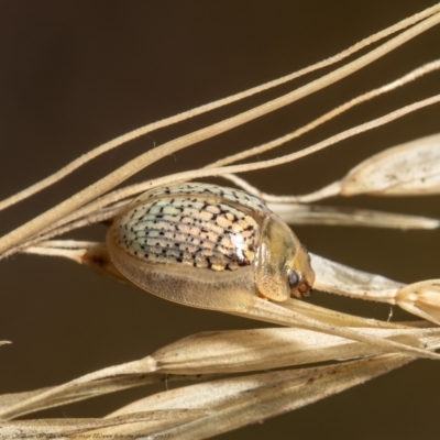 Paropsisterna sp. (genus) (A leaf beetle) at Bruce, ACT - 3 Feb 2021 by Roger