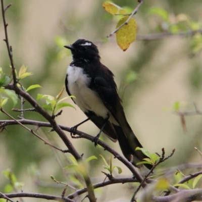 Rhipidura leucophrys (Willie Wagtail) at Hamilton Valley, NSW - 4 Feb 2021 by PaulF