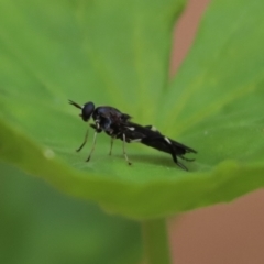 Exaireta spinigera (Garden Soldier Fly) at Cook, ACT - 3 Feb 2021 by Tammy