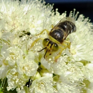 Bembix sp. (genus) at Yass River, NSW - 4 Feb 2021