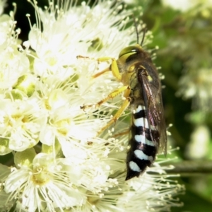 Bembix sp. (genus) at Yass River, NSW - 4 Feb 2021