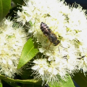 Bembix sp. (genus) at Yass River, NSW - 4 Feb 2021