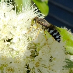 Bembix sp. (genus) at Yass River, NSW - 4 Feb 2021