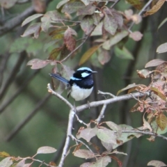 Malurus cyaneus (Superb Fairywren) at Albury - 4 Feb 2021 by PaulF