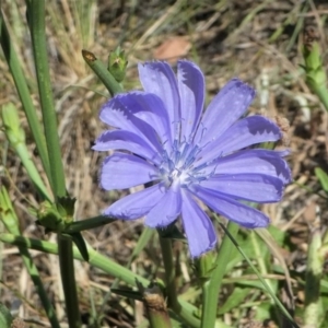 Cichorium intybus at Monash, ACT - 25 Jan 2021