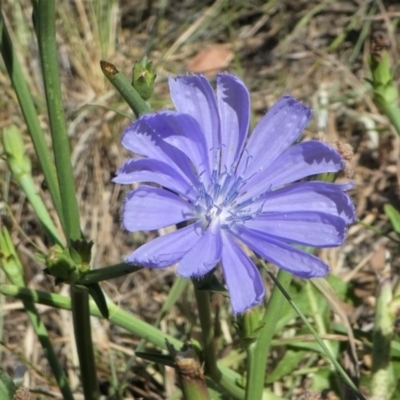 Cichorium intybus (Chicory) at Tuggeranong Creek to Monash Grassland - 24 Jan 2021 by HarveyPerkins