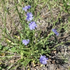 Cichorium intybus at Monash, ACT - 25 Jan 2021