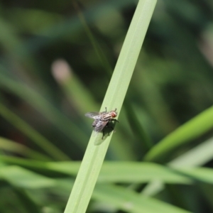 Sarcophagidae (family) at Cook, ACT - 4 Feb 2021 10:44 AM