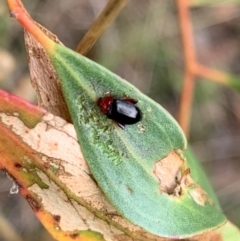 Arsipoda laeviceps (a red-legged flea beetle) at Murrumbateman, NSW - 1 Feb 2021 by SimoneC