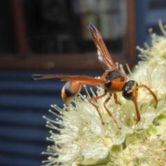 Delta bicinctum (Potter wasp) at Rugosa - 4 Feb 2021 by SenexRugosus