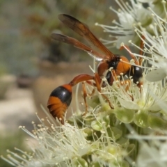 Delta bicinctum at Yass River, NSW - 4 Feb 2021